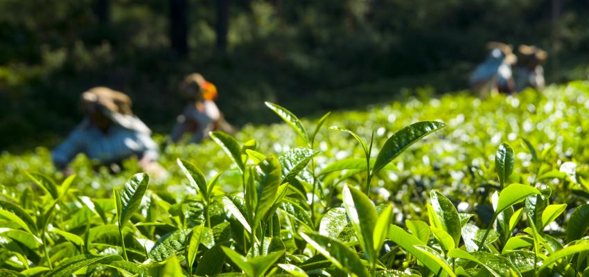 India’s Tea Exports Surge To 10-Year High