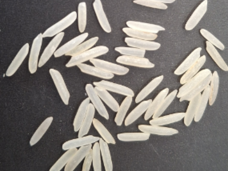 Rice